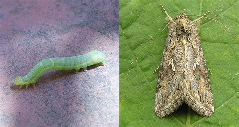 Cabbage Loopers: All About Trichoplusia Ni And How To Eliminate Them | Epic Gardening