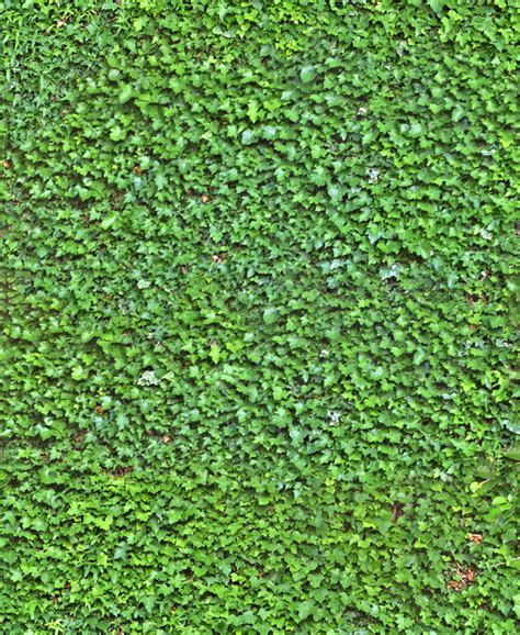 Ivy Wall Seamless Texture › Architextures | Ivy wall, Seamless textures, Grass textures