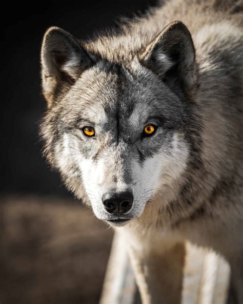 Average Weight Of Wolves In Yellowstone | Blog Dandk