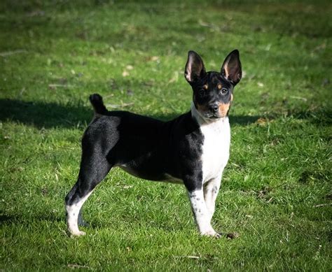 BriarBey Decker Rat Terrier Puppies | Rat terrier puppies, Rat terriers, Terrier puppies