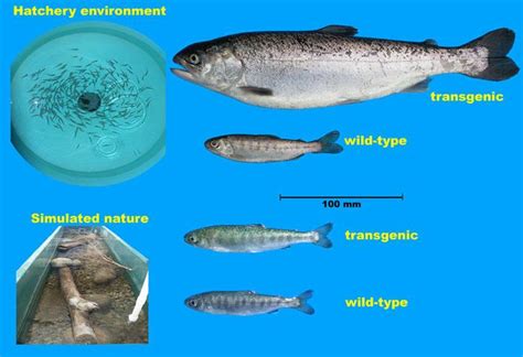 AquAdvantage Salmon: A Heckuva Drug | Civil Eats