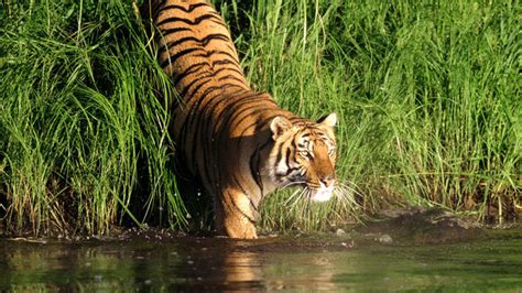 Sundarban natural beauty of Bangladesh