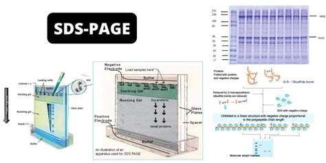 SDS-PAGE - Sodium Dodecyl Sulfate Polyacrylamide Gel Electrophoresis (PAGE) - Biology Notes Online