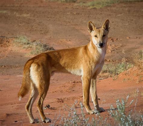 Amazing and Crazy Facts About Dingoes – Page 2 – Animal Encyclopedia