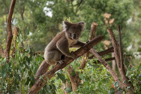 What Is The Role Of Koalas In The Ecosystem? - WorldAtlas