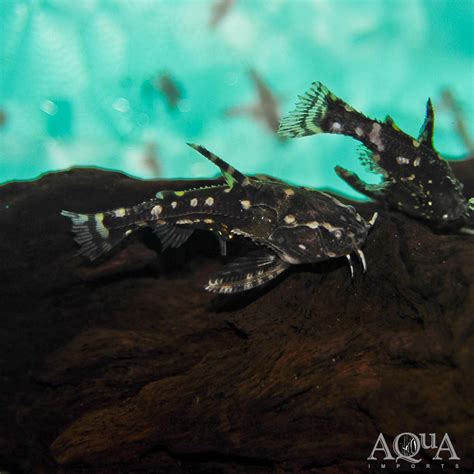 Spotted Raphael Catfish (Agamyxis pectinifrons) - Aqua Imports