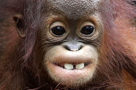 8 month old Bornean orangutan https://ift.tt/2Mx1cv7 cute puppies cats ...