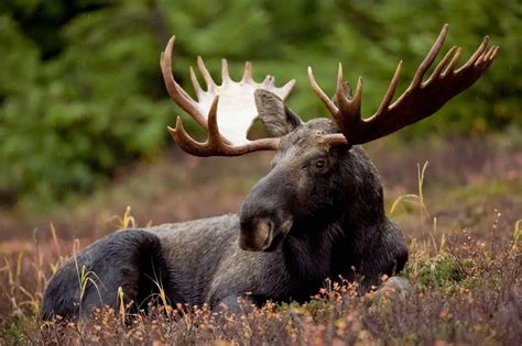 Elk vs Moose Comparison: Habitat, Size, Meat & Main Differences ...