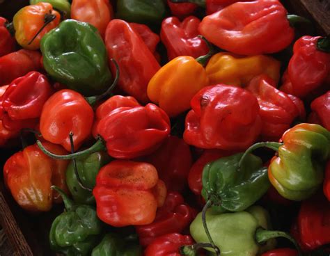 Habanero Peppers 101: Your Complete Guide - PepperScale