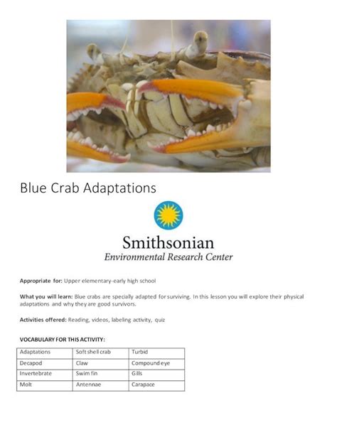 (PDF) Blue Crab Adaptations · Its SWIM FINS! A blue crab's swim fins make blue crabs different ...