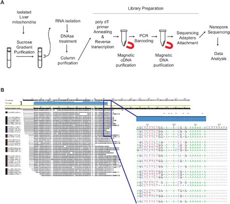 OXPHOS complex IV decreases with age. (A) Experimental overview of the ...