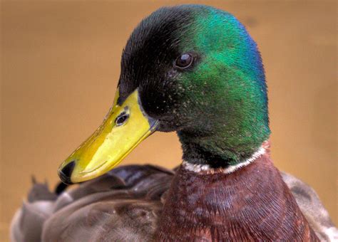 Mallard Duck Facts - Clear Landing