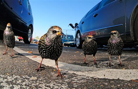 British Wildlife Photography Awards 2015: The best of Britain by amateurs and professionals