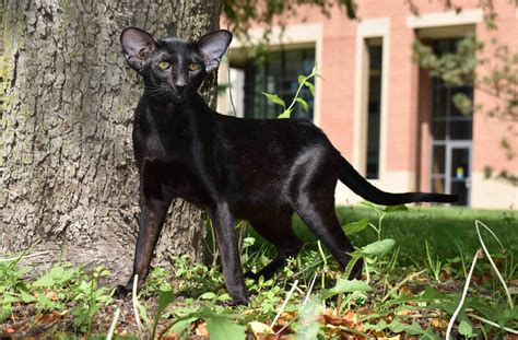 Black Oriental shorthair Cat Dorian Breeder Stud - Cataristocrat Cattery