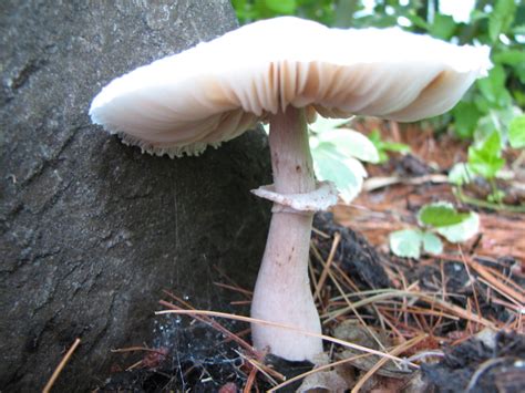 What are some example of decomposers? - Delightful Decomposers