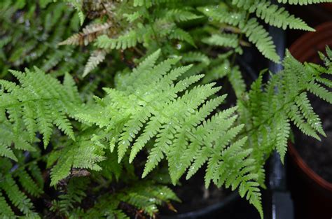 Lady Fern - Ontario Native Plant Nursery | Container Grown | (705)466-6290