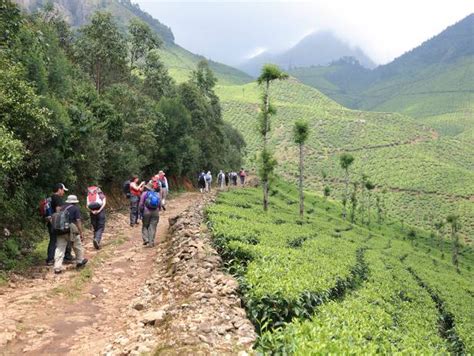 The Cardamom Hills of Kerala – Banjaran Foodie