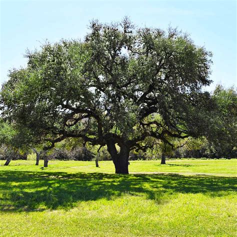 Live Oak Trees for Sale – FastGrowingTrees.com