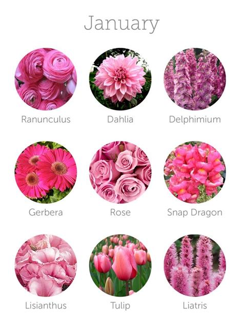 Die besten 25+ January flower Ideen auf Pinterest | Dezember blume ...