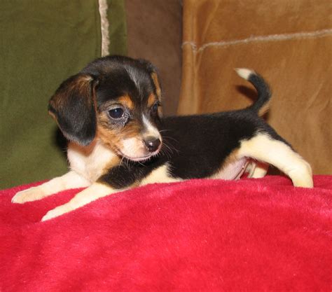 Pocket Beagle Dog Info, Temperament, Training, Puppies, Pictures