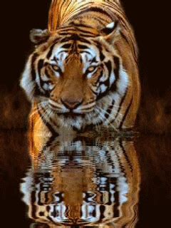 tiger eyes GIF - Download & Share on PHONEKY