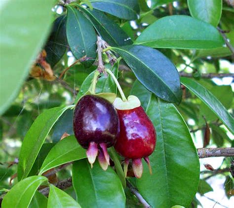 Growing Cherry of the Rio Grande: Eugenia involucrata