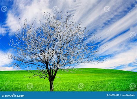 Blossoming tree stock image. Image of beauty, meadow - 16256499