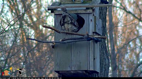 Nesting Box For Blue Jays