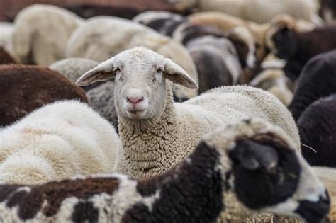 16 Key Rules for Effective Sheep Farm Management: From Planning to ...