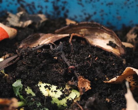 Different Types of Composting at Home - The Backyard Ecologist