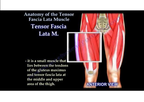 Tensor Fascia Lata — OrthopaedicPrinciples.com