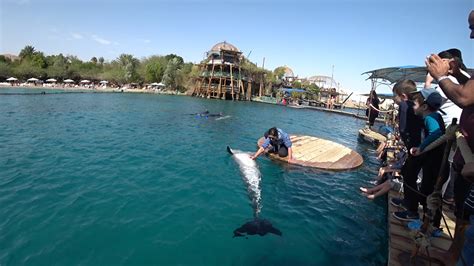 Dolphin reef, Eilat, Israel - YouTube