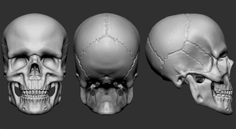 Skull 3D model | CGTrader