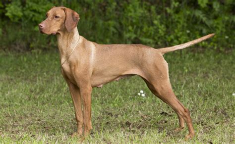 Hungarian Vizsla Puppies