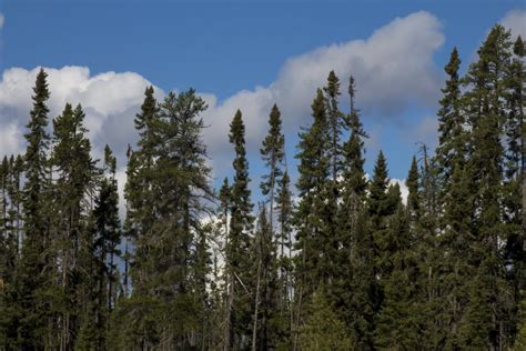 Black Spruce - Picea Mariana | Conifers | Cold Stream Farm