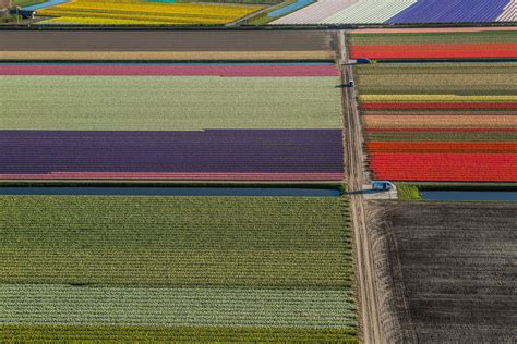 PHOTOS: See the Striking and Colorful Fields of Dutch Tulips | Time