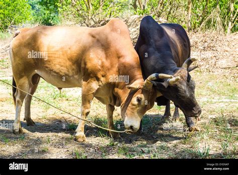 Bull fighting on soil field, Cow fighting is a traditional game of ...