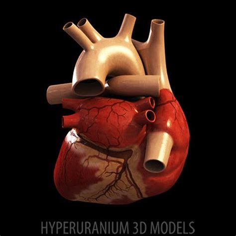 human heart 3d max | Human heart, Human, Heart