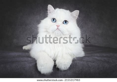 9,483 Persian Cats Blue Background Images, Stock Photos & Vectors | Shutterstock