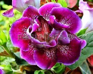 Passioflora.eu - Beautiful Collection of Gloxinia