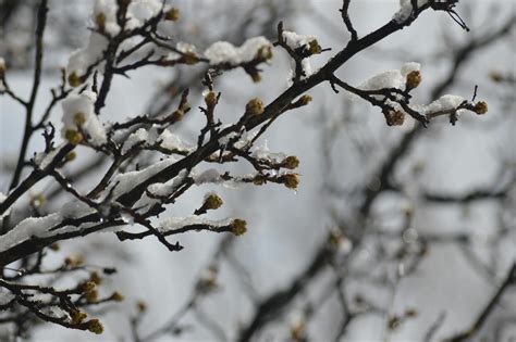 Free stock photo of Beginning of Spring, Melting Snow