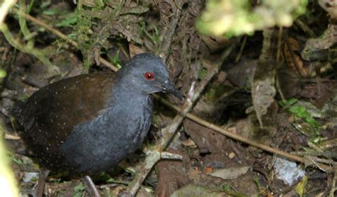 Galapagos Rail Bird - Facts, Diet & Habitat Information