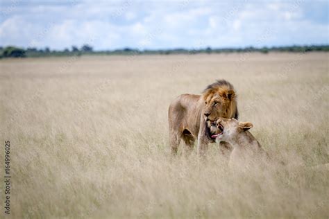 Lion mating couple in the high grass. Stock Photo | Adobe Stock