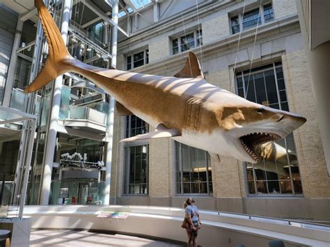 Life-sized model of a Megalodon hanging at the Smithsonian Natural History Museum. : r ...