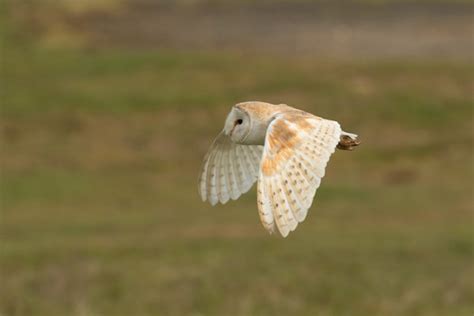 Barn Owl | BTO - British Trust for Ornithology