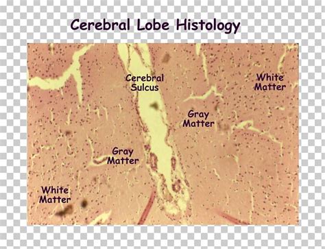 Cerebral Cortex Brain Histology Cerebrum Nervous System PNG, Clipart, Anatomy, Brain, Central ...