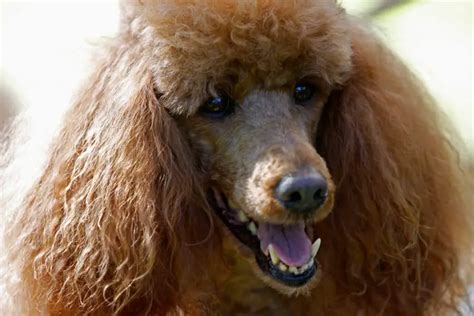 Do All Poodles Have Curly Hair? – Poodle Report