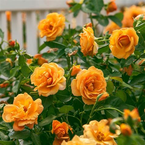 Spring Hill Nurseries 4 in. Pot, Orange Freedom Shrub Rose, Live Potted ...