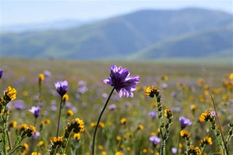 2,700+ Central Valley California Stock Photos, Pictures & Royalty-Free Images - iStock