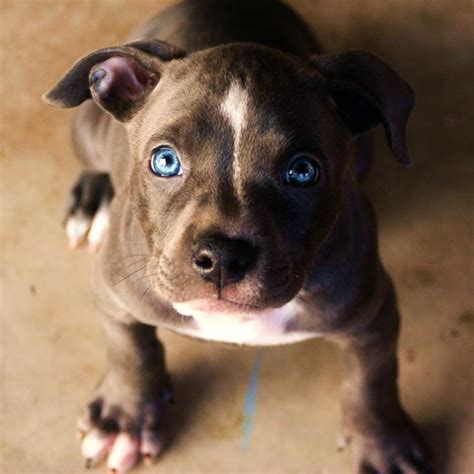 blue nose pit bull puppy "Bella", But more like blue eyed beauty.. :) | Pitsky Puppies ...